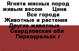 Ягнята мясных пород живым весом.  › Цена ­ 125 - Все города Животные и растения » Другие животные   . Свердловская обл.,Первоуральск г.